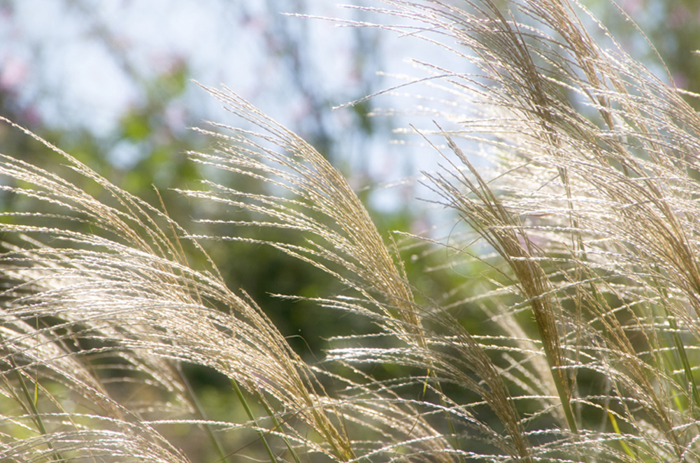 sana-vitae-counseling-bonney-lake-wa sana-vitae-counseling-bonney-lake-wa